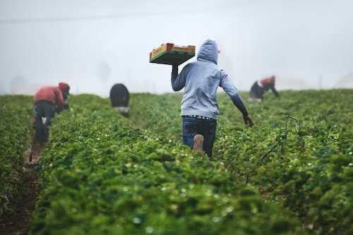 Farmer in Field